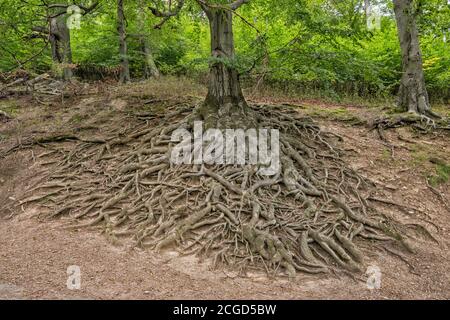 Wurzelsystem der reifen europäischen Buche, ausgesetzt durch Steilhang Erosion, im Park bei Burg Hukvaldy Mähren, Mährisch-Schlesische Region, Tschechische Republik Stockfoto