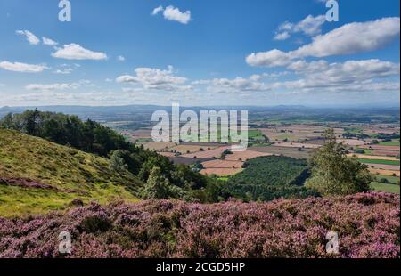 Heather in Blüte auf dem Wrekin, Shropshire Stockfoto