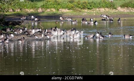 Kanadagänse (Branta canadensis) Ruhe in der Sonne an einem See in Sussex Stockfoto