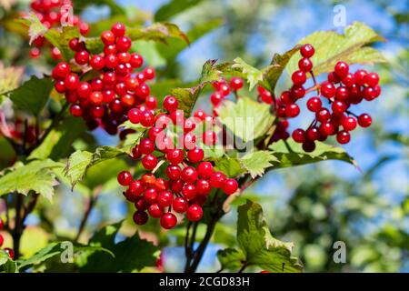 Schwarzer Haw (Viburnum opulus) Im Spätsommer viele rote Beeren produzieren Stockfoto