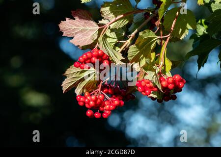 Schwarzer Haw (Viburnum opulus) Im Spätsommer viele rote Beeren produzieren Stockfoto