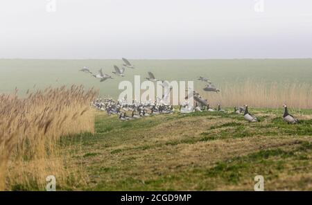 Die Weißwangengänse (Branta leucopsis) an der Nordsee flogen eine Runde über die Salzwiesen. Kurze Zeit später waren sie alle wieder da. Stockfoto