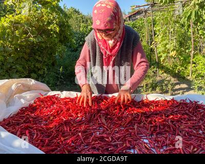 Getrocknete rote Paprika auf dem Tisch im Grünen. Rote Chilischote. Stockfoto