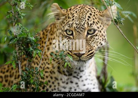 African Leopard (Panthera pardus) versteckt sich im Busch, Masai Mara, Kenia, gerade in die Kamera blickend Stockfoto