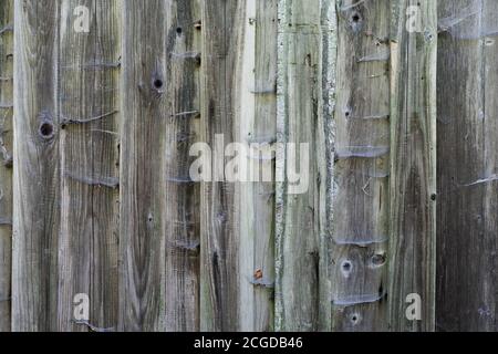 Spinnennetze an der Außenfassade der Fichte-Holzverkleidung, raue Holzstruktur, Holzverkleidung, altes Holzmuster Stockfoto