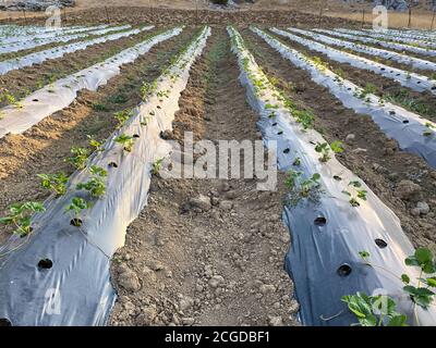 Erdbeerpflanzen werden in Reihen mit schwarzem Kunststoff gepflanzt, der sie schützt. Tropfbewässerung für Erdbeeren. Stockfoto