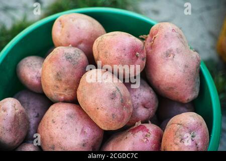 Frisch geerntete Bio-Kartoffeln in einem Eimer. Nahaufnahme. Stockfoto