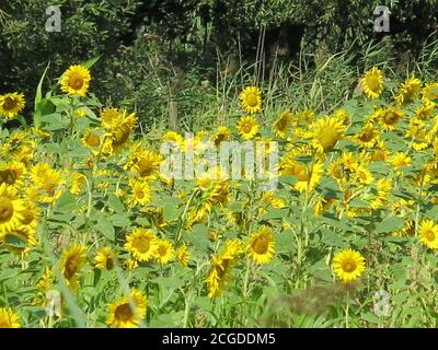 Ein Sonnenblumenfeld (helianthus), das in der Landschaft von Suffolk wächst; September 2020 Stockfoto