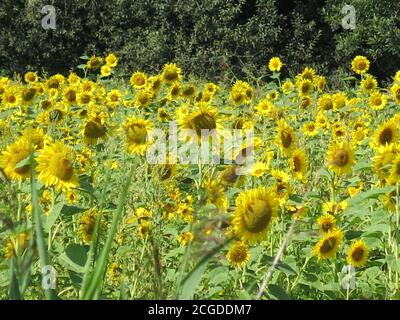 Ein Sonnenblumenfeld (helianthus), das in der Landschaft von Suffolk wächst; September 2020 Stockfoto