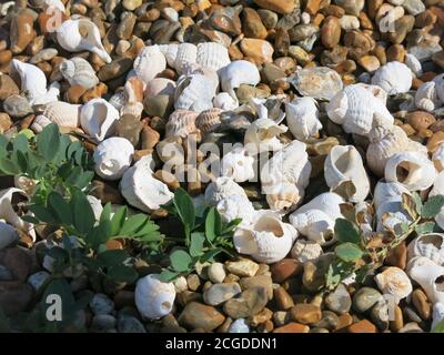 Weiße Welpen und Muscheln schmiegen sich zwischen den Kieselsteinen und Stranderbsenpflanzen an einem Schindelufer; Shingle Street, Suffolk Stockfoto