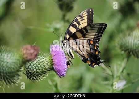 Östlicher Tiger Schwalbenschwanz Schmetterling und Hummel auf einer Distelblume Stockfoto