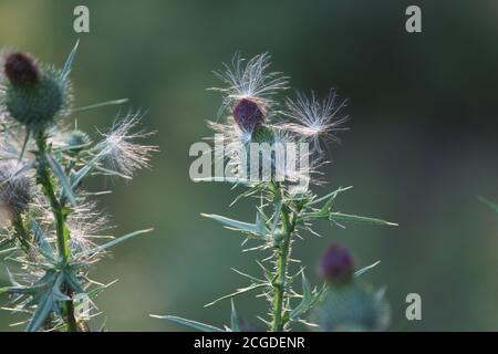 Hinterleuchtete Stierdistel im Spätsommer Stockfoto