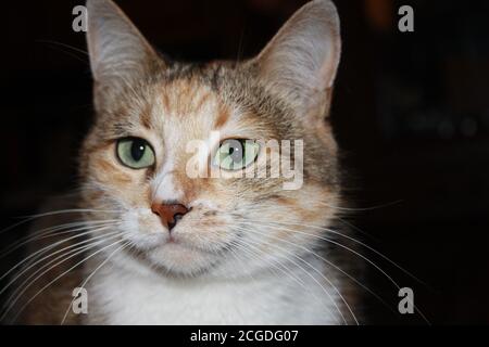 Porträt einer schönen dreifarbigen Katze aus der Nähe Stockfoto
