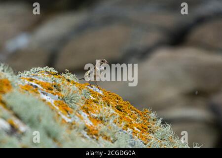 Ein Jugendgoldfink (Carduelis carduelis) Thront auf einem Flechten bedeckten Felsen Stockfoto