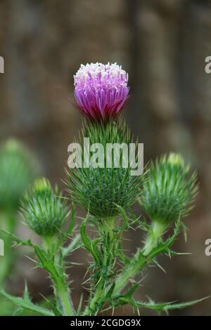 Carduus pycnocephalus, mit gebräuchlichen Namen wie italienischer Distel, italienischer pleamloser Distel und Plymouth Distel,[1] ist eine Distelart. Das ist es Stockfoto