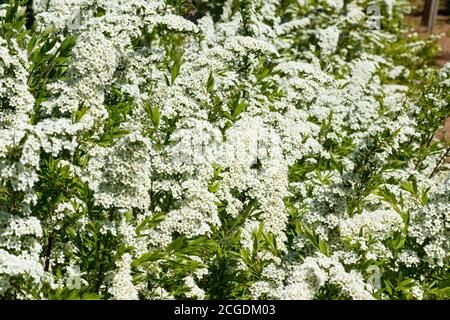 Blühende Strauch von spirea. Frühling. Spirea Blüte Stockfoto