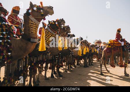 Gruppe von dekorierten Kamelen mit ihren Rajasthani Mann Reiter in Das Jaisalmer Desert Festival Stockfoto