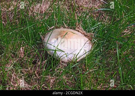 Großer Pilz wächst im Feld Stockfoto