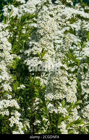Blühende Strauch von spirea. Frühling. Spirea Blüte Stockfoto