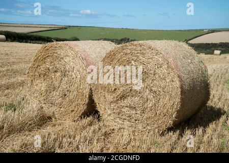 Pembrokeshire, Wales. In Der Nähe Von Marloes. Geerntetes Weizenfeld mit Heuballen. Stockfoto
