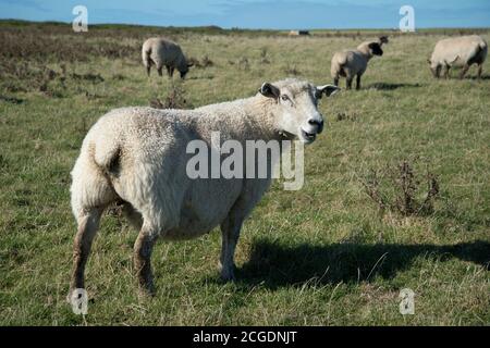 Pembrokeshire, Wales. Weidende Schafe auf Klippe. Stockfoto