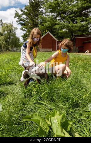 Walpole, New Hampshire, USA, 2020. Kinder tragen Masken während eines Bauernhofbesuchs, um mit einer Ziege während Covid-19 zu spielen Stockfoto