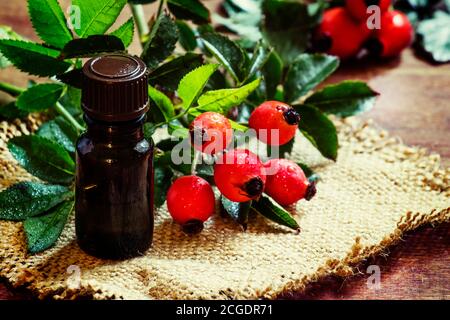 Ätherisches Öl aus Hagebutte und frischen Beeren und Blättern, kleine Flasche auf Leinwand. Dunkler Holzhintergrund, selektiver Fokus Stockfoto