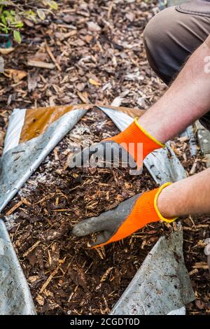 Hand in Handschuhe halten Rinde Mulch. Gartenkonzept - Schutz vor Unkraut. Stockfoto