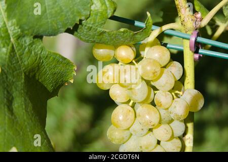 Die Sonne scheint auf einem Weinblatt und einer Traube Von köstlichen reifen Früchten auf der Weinrebe Stockfoto