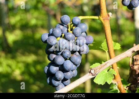 Rote Trauben mit Stiel auf der Weinrebe kurz vor der Lese Stockfoto