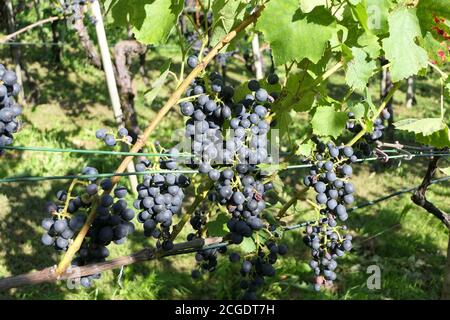 Herbst im Weinberg am Hang mit Trauben voller Reife Violette Früchte Stockfoto