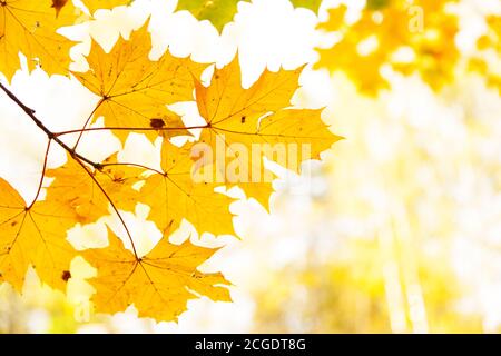 Gelbe Herbstblätter als Hintergrund. Geringer Fokus. Stockfoto