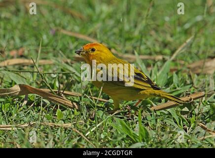 Safranfinch (Sicalis flaveola brasiliensis) Erwachsene männliche Fütterung auf Boden REGUA, Atlantischer Regenwald, Brasilien Juli Stockfoto
