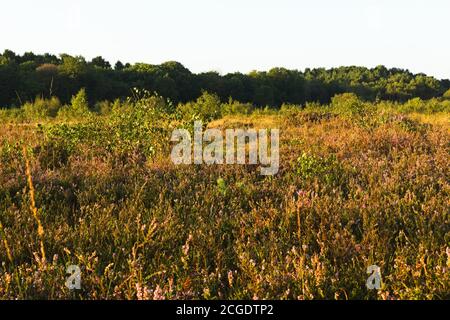 Gelbe und lila Blume in Heide Land Stockfoto