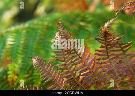 Rote Farnblätter aus der Nähe Stockfoto