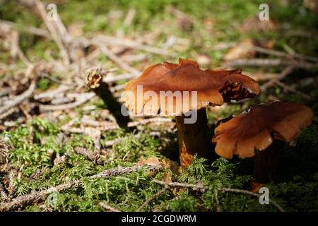 Pilze auf dem grünen Waldboden mit einem negativen Raumfoto. Stockfoto