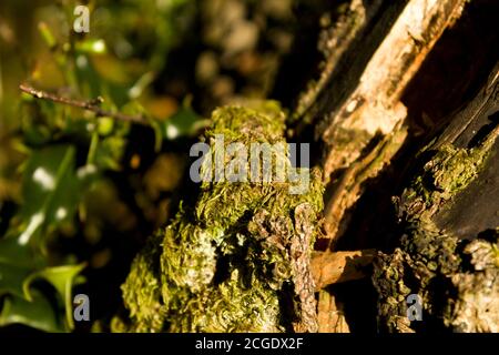 Flechten und Rinde auf Baumstumpf Stockfoto