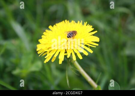 Kleine wilde Biene, die auf einer Löwenzahn-Blume sitzt Stockfoto