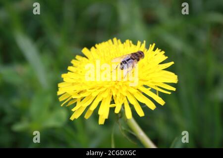 Kleine wilde Biene, die auf einer Löwenzahn-Blume sitzt Stockfoto