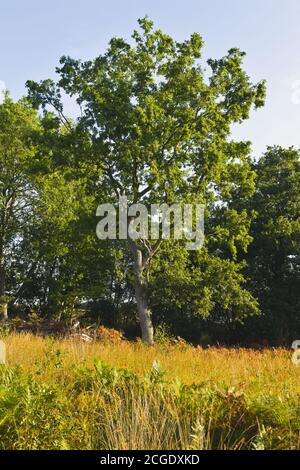 Eichelbaum in einem Medow Stockfoto