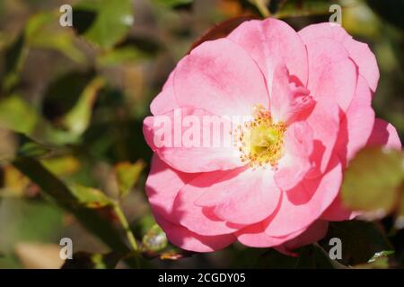 Rote Rose blühende Blume in einem Garten Nahaufnahme Foto mit negativen Raum. Stockfoto