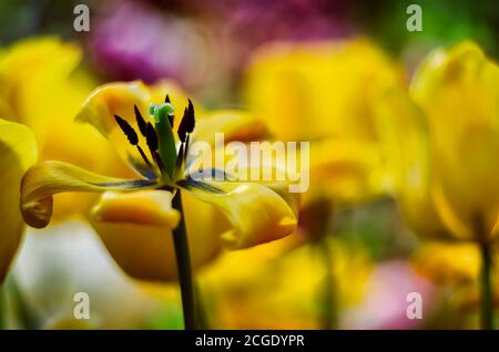 Fading gelbe Tulpe auf gelben Tulpe Blumen Hintergrund Stockfoto