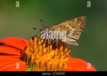 Pecks Skipper auf Tithonia diversifolia oder mexikanische Sonnenblume. Polites peckius, der Skipper, ist ein nordamerikanischer Schmetterling aus der Familie Hesperiidae, Stockfoto