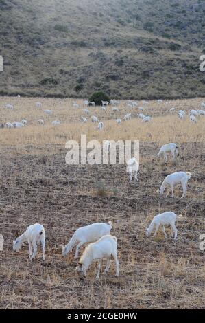 Ziegenherde grast im Naturpark Cabo de Gata, Almeria, Spanien Stockfoto