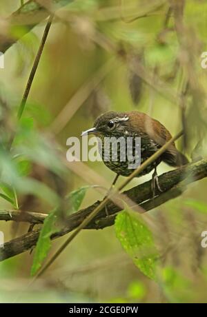 Scharfschwanziger Streamcreeper (Lochmias nematura nematura) Erwachsener, der auf dem Ast Atlantic Rainforest, Brasilien, thront Juni Stockfoto