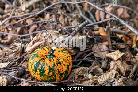 Kürbis dekorativ mit gefallenen Blättern auf dem Boden in nautre. Havest and Fall-Konzept. Stockfoto