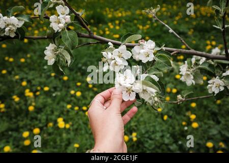 Schöne weibliche Hand berührt einen Zweig eines blühenden Apfels Baum Stockfoto
