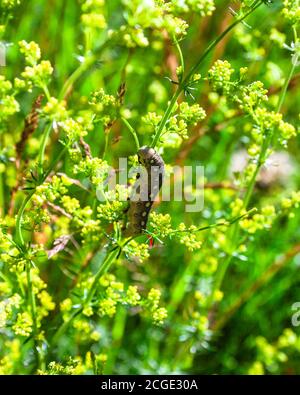 Raupe von Bedstraw-Falkenmotte auf dem Bettstroh einer Dame. Stockfoto