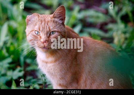 Obdachlose rote Katze mit abgerissenen Ohren in der Natur Stockfoto