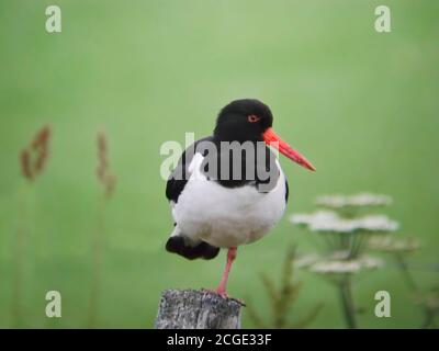 Ein Eurasischer Austernfischer, Haematopus ostralegus, thront auf einem Pfosten Stockfoto